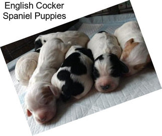 English Cocker Spaniel Puppies