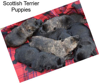 Scottish Terrier Puppies