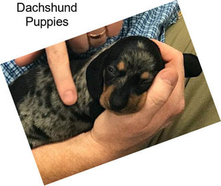 Dachshund Puppies