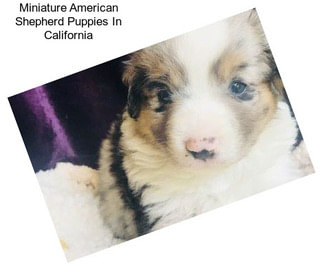 Miniature American Shepherd Puppies In California