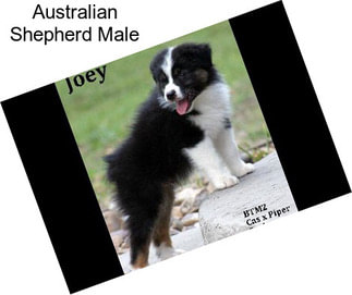 Australian Shepherd Male