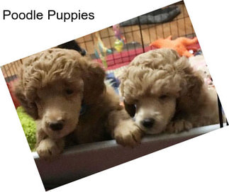 Poodle Puppies