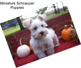 Miniature Schnauzer Puppies