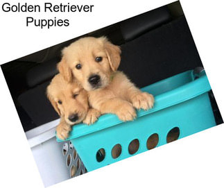 Golden Retriever Puppies