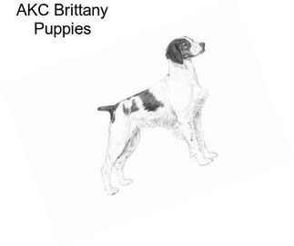 AKC Brittany Puppies