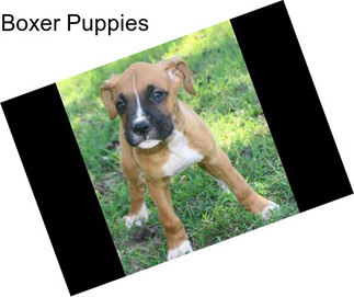 Boxer Puppies