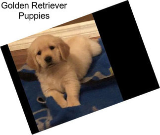 Golden Retriever Puppies