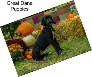 Great Dane Puppies