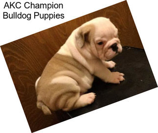 AKC Champion Bulldog Puppies