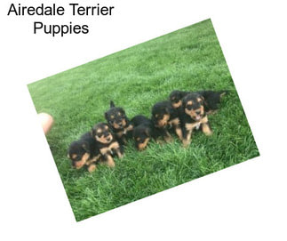 Airedale Terrier Puppies