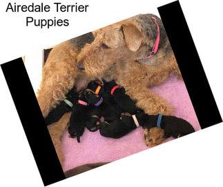 Airedale Terrier Puppies