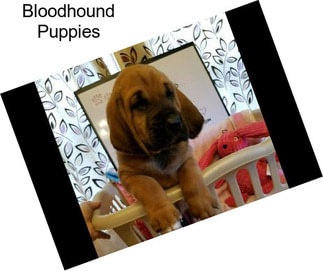 Bloodhound Puppies