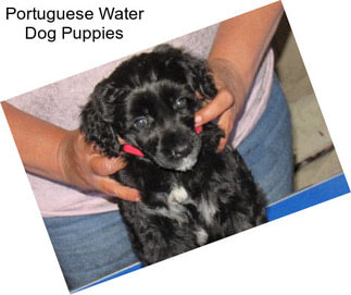 Portuguese Water Dog Puppies