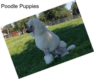 Poodle Puppies