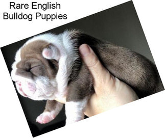Rare English Bulldog Puppies