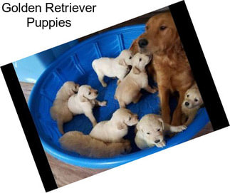 Golden Retriever Puppies