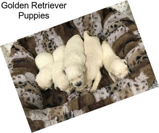 Golden Retriever Puppies