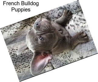 French Bulldog Puppies