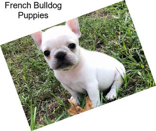 French Bulldog Puppies