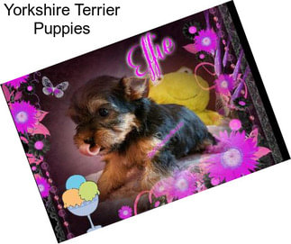 Yorkshire Terrier Puppies