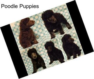 Poodle Puppies