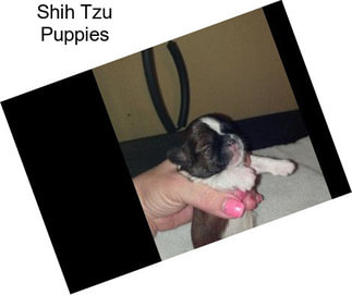 Shih Tzu Puppies