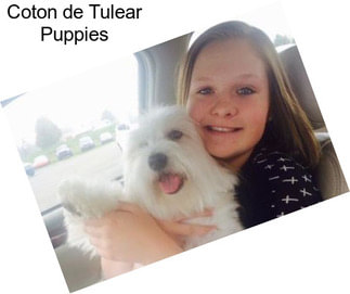 Coton de Tulear Puppies