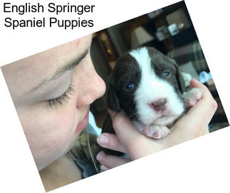 English Springer Spaniel Puppies