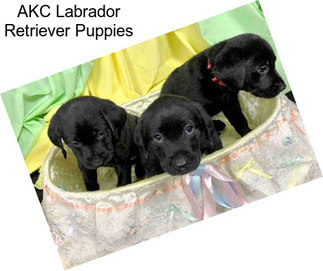 AKC Labrador Retriever Puppies