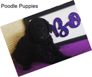 Poodle Puppies