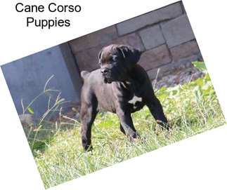 Cane Corso Puppies