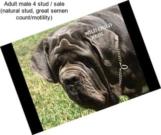 Adult male 4 stud / sale (natural stud, great semen count/motility)