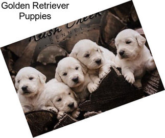 Golden Retriever Puppies