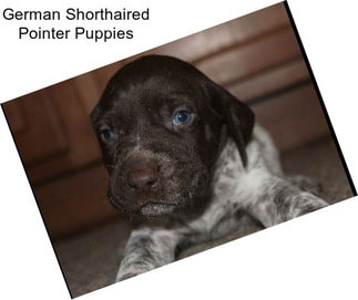 German Shorthaired Pointer Puppies