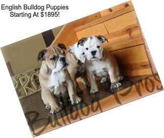 English Bulldog Puppies Starting At $1895!