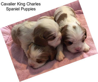 Cavalier King Charles Spaniel Puppies