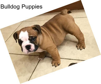 Bulldog Puppies