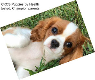 CKCS Puppies by Health tested, Champion parents