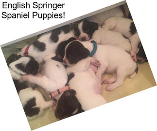 English Springer Spaniel Puppies!