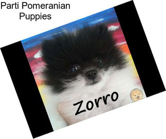 Parti Pomeranian Puppies