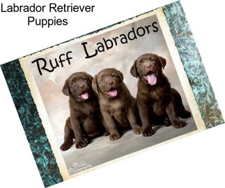 Labrador Retriever Puppies