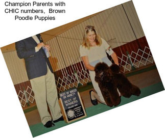 Champion Parents with CHIC numbers,  Brown Poodle Puppies