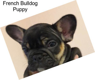 French Bulldog Puppy