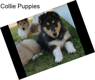 Collie Puppies