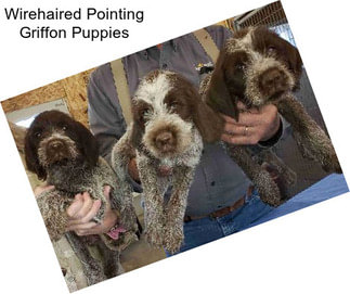 Wirehaired Pointing Griffon Puppies