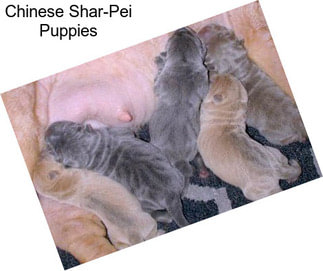 Chinese Shar-Pei Puppies