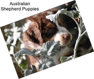 Australian Shepherd Puppies