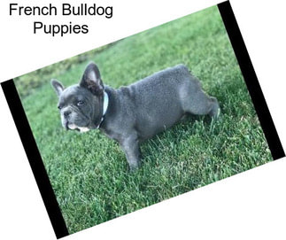 French Bulldog Puppies