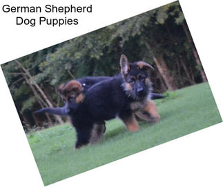 German Shepherd Dog Puppies