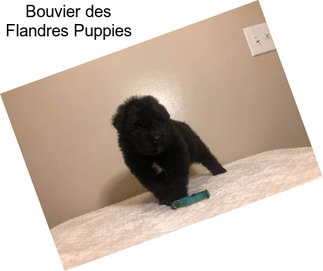 Bouvier des Flandres Puppies